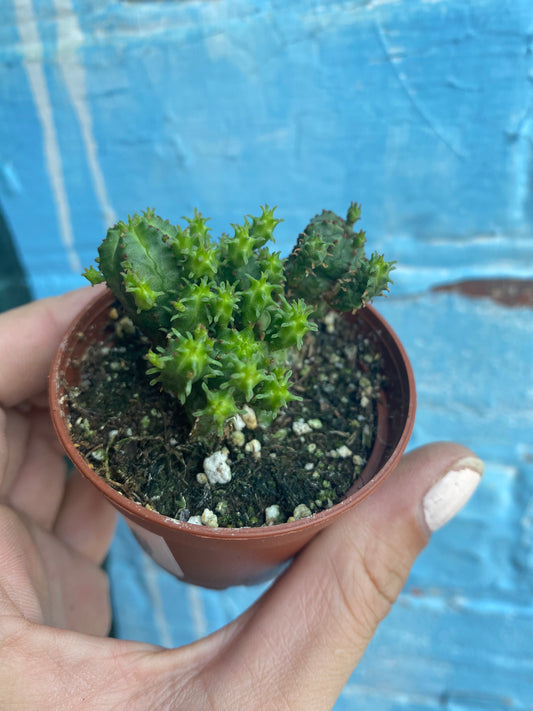 2.5” Euphorbia Mammillaris Monstrose