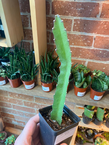 3.5” Orchid Cactus