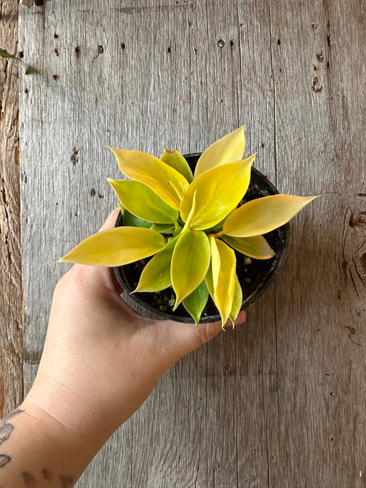 4" Philodendron Imperial Golden