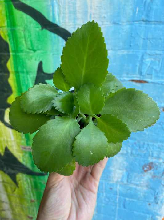 3.5" Kalanchoe Daigremontiana