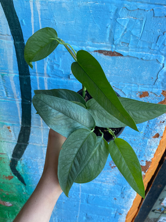 4" Epipremnum Cebu Blue