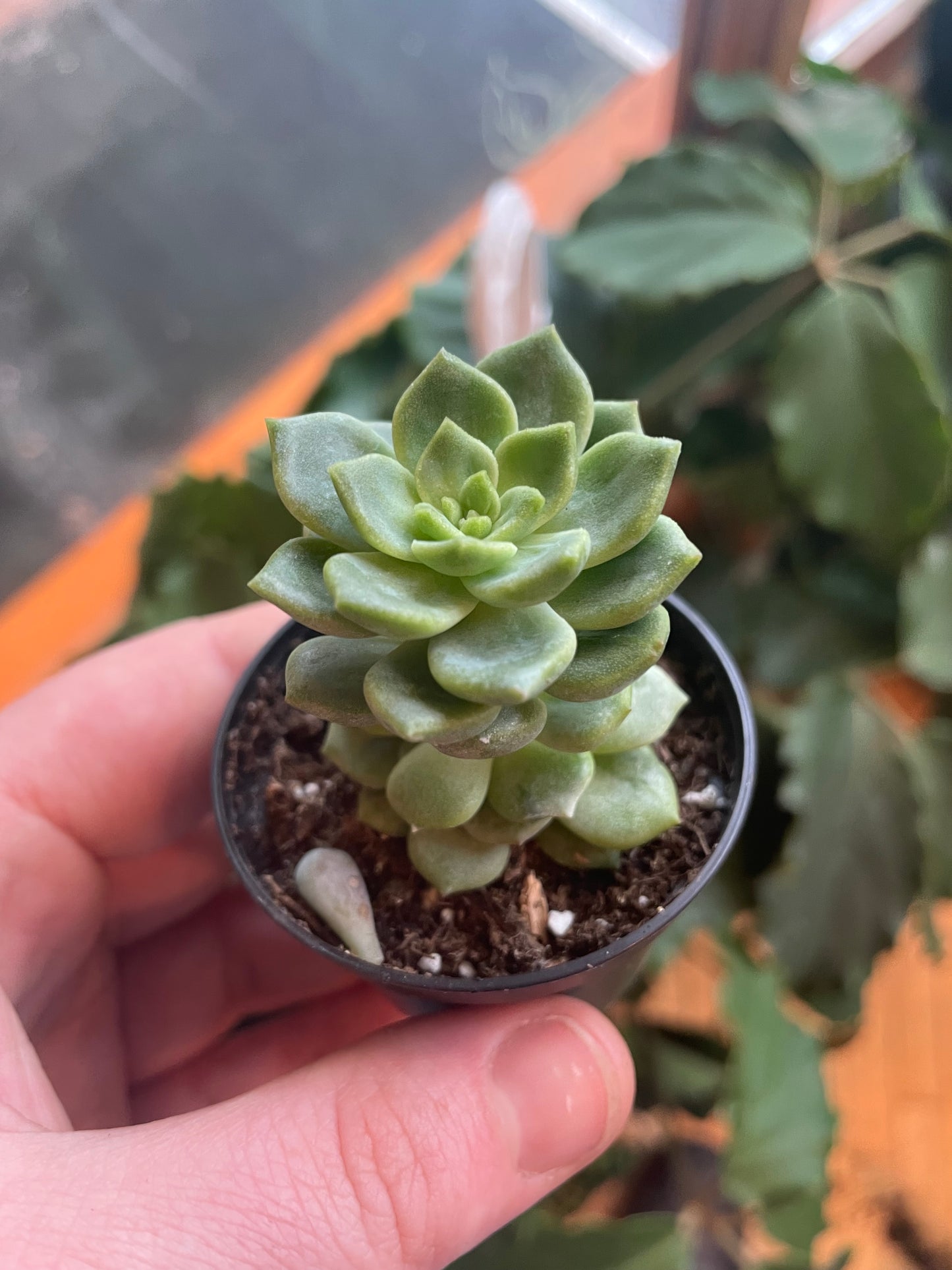 2.5" Echeveria Letizia