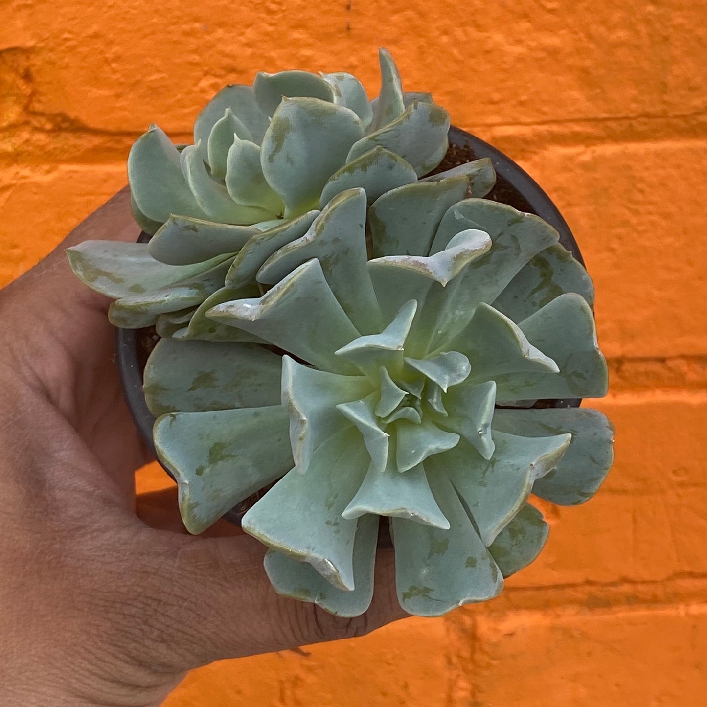 3.5" Echeveria Runyonii