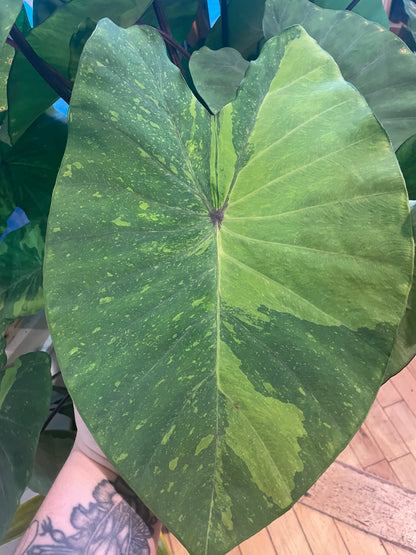 10" Colocasia Lemon Lime Gecko