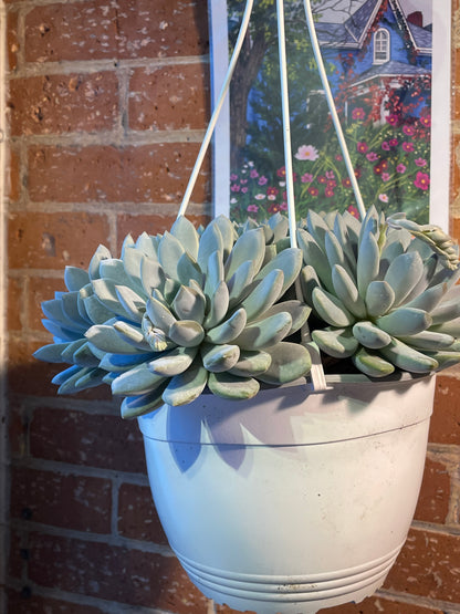 8” Pachyveria Powder Puff Hanging Basket