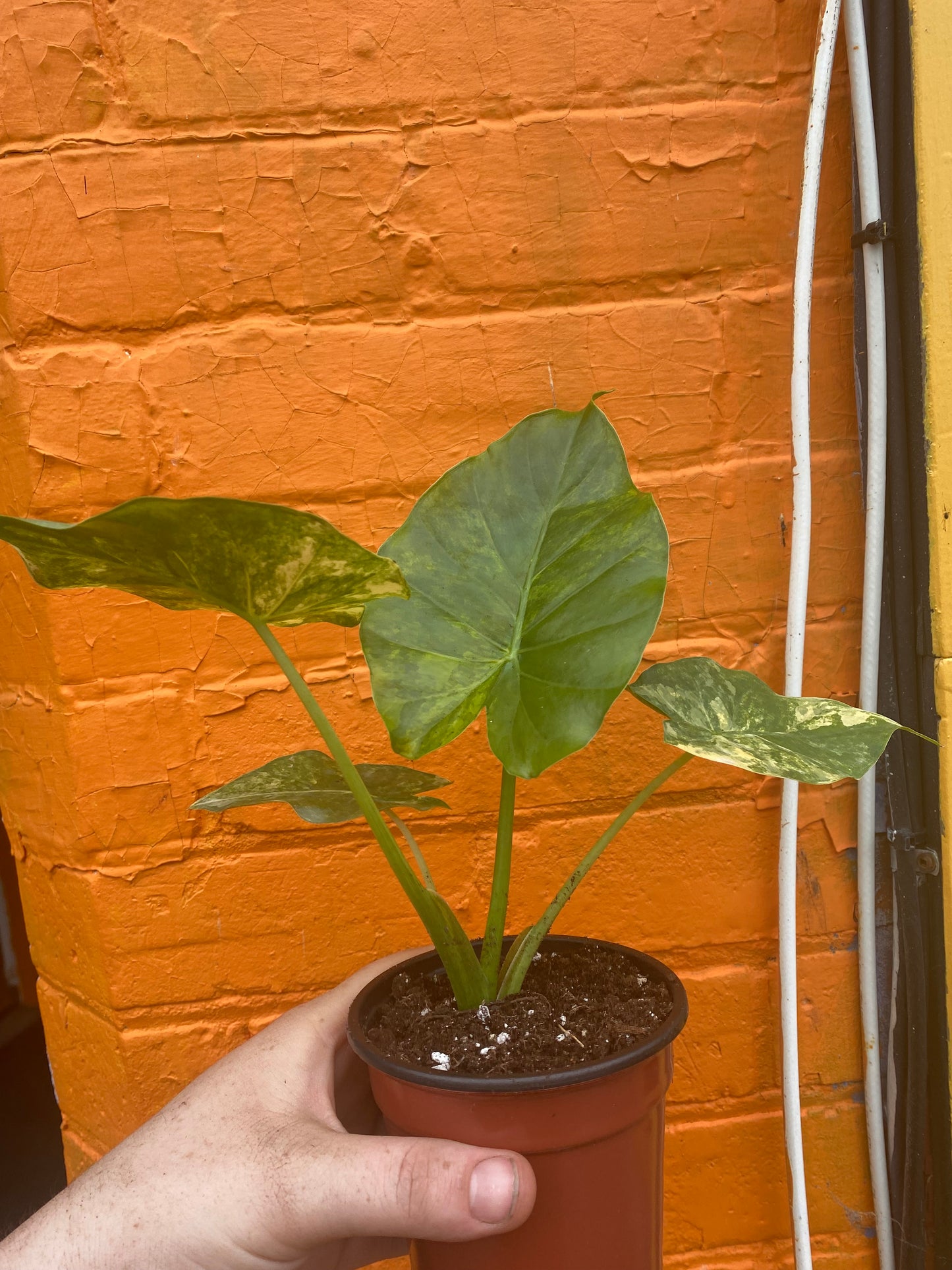 4” Alocasia Odora Yellow Variegated