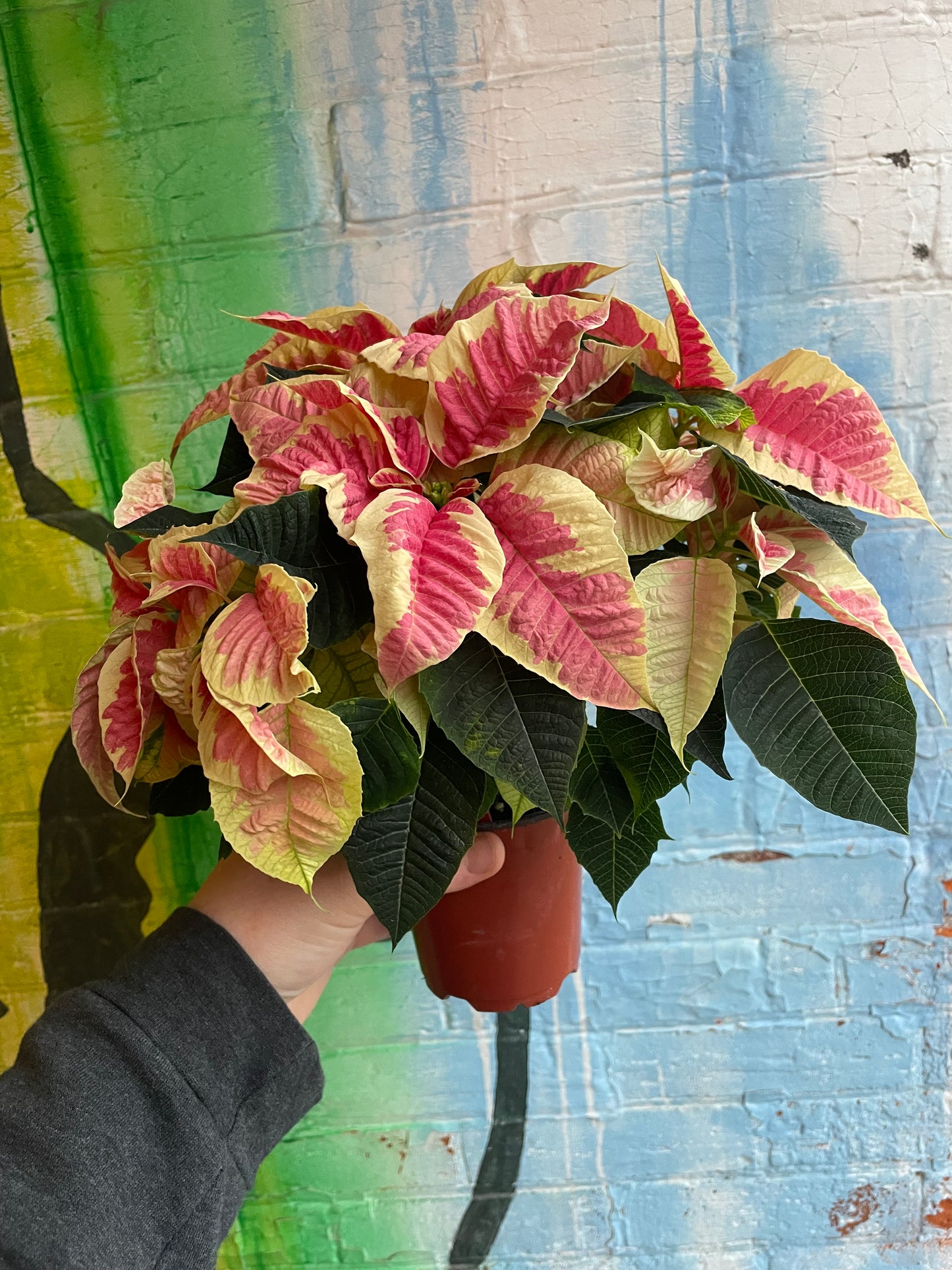 4” Poinsettia Enduring Marble