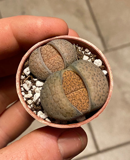 1.5" Lithops | Living Stone