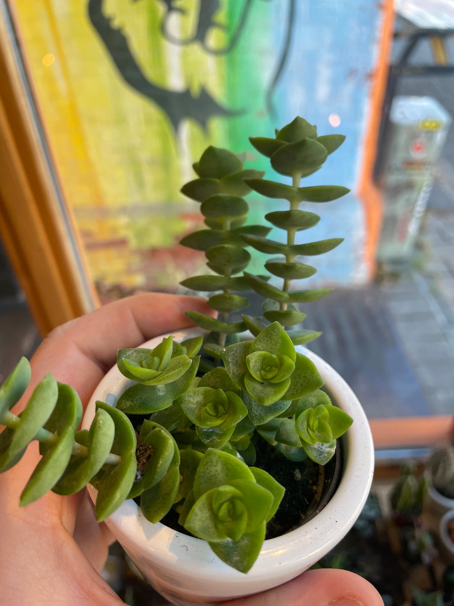 2.5" Crassula Perforata