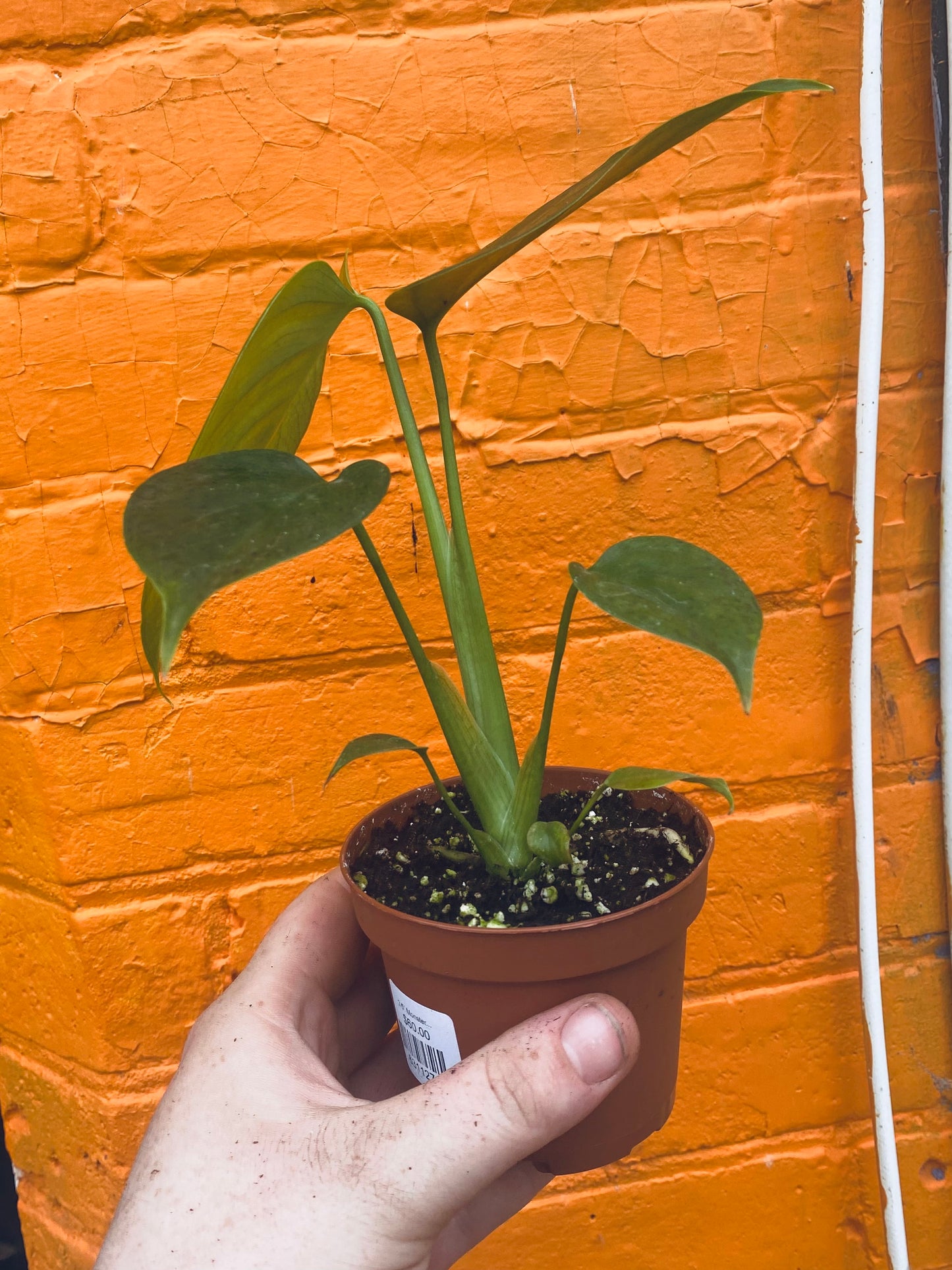3.5” Monstera Sierrana