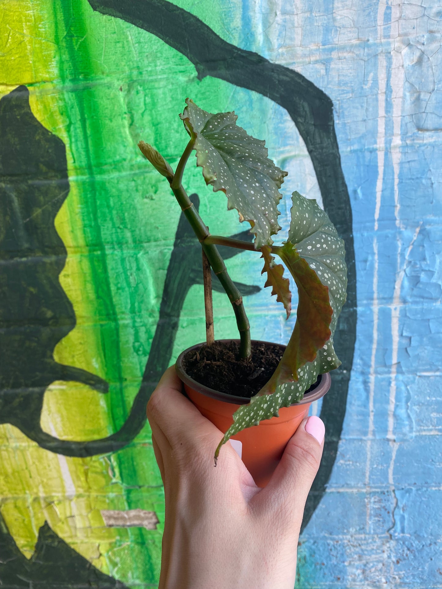 3.5" Begonia leucerna Large