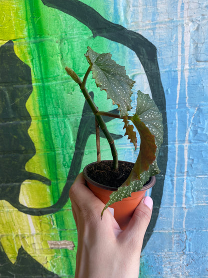 3.5" Begonia leucerna Large