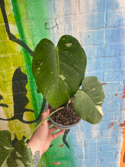 6” Monstera Thai Constellation