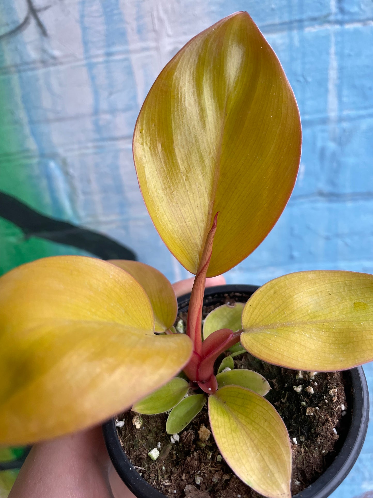 3.5" Philodendron Mars