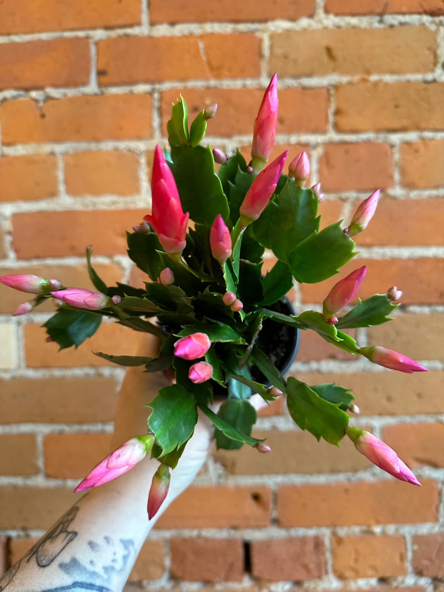 4" Christmas Cactus | Assorted