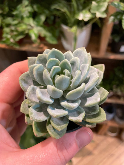 2.5" Echeveria Aurora