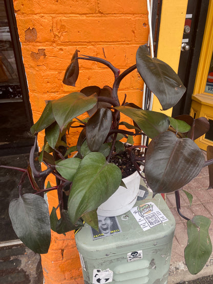 8”Philodendron New red