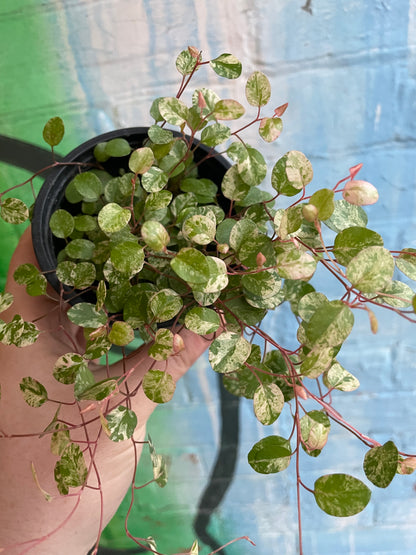 3.5" Wire Vine Variegated | Muehlenbeckia Axillaris Variegata