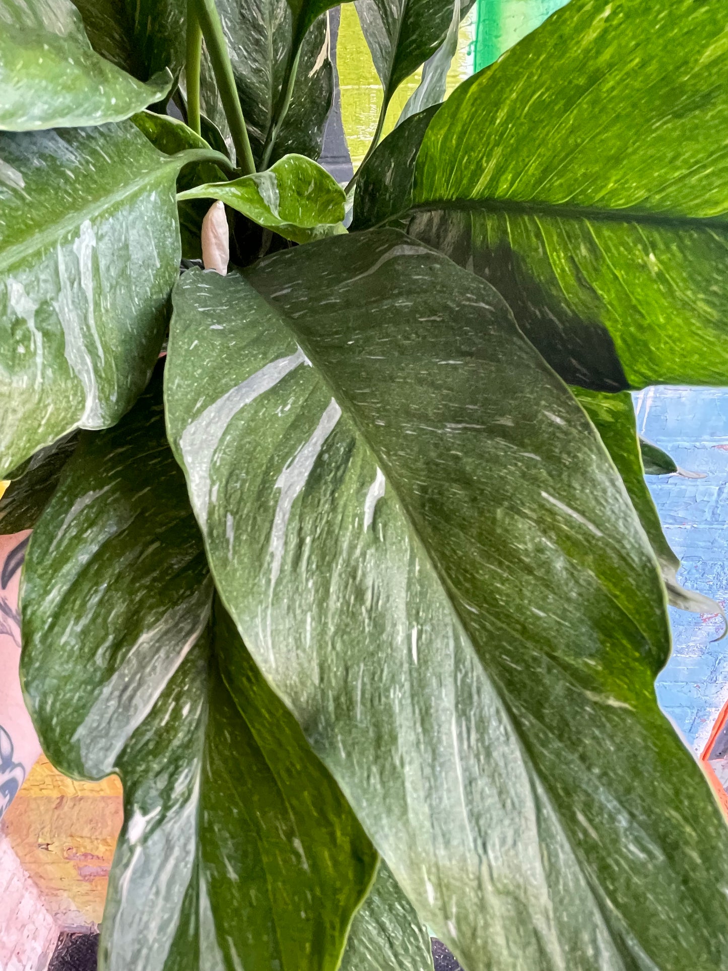 6" Spathiphyllum Domino