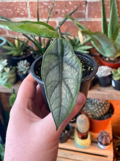 3.5" Alocasia Metallic Blue