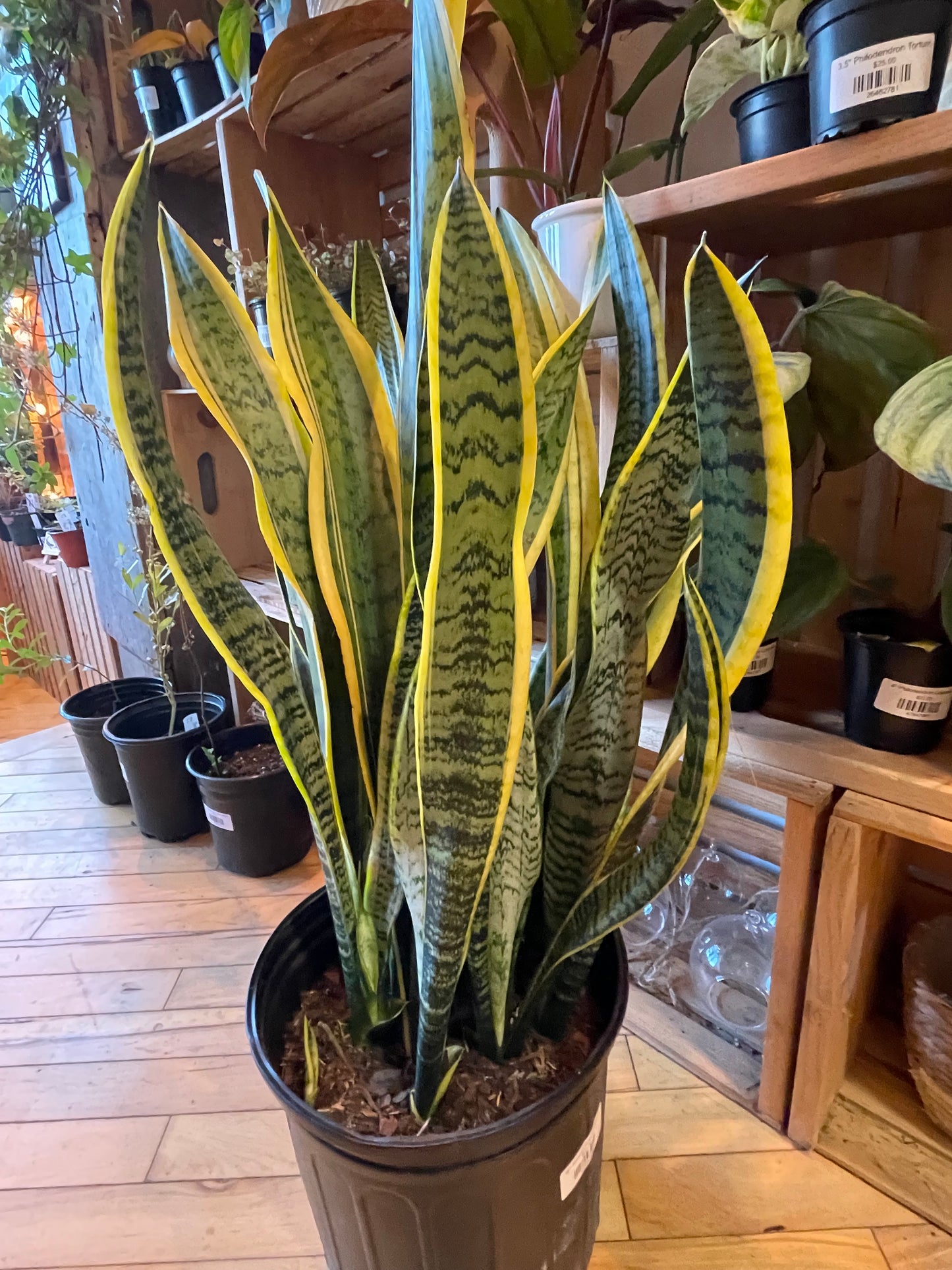 10" Sansevieria Laurentii