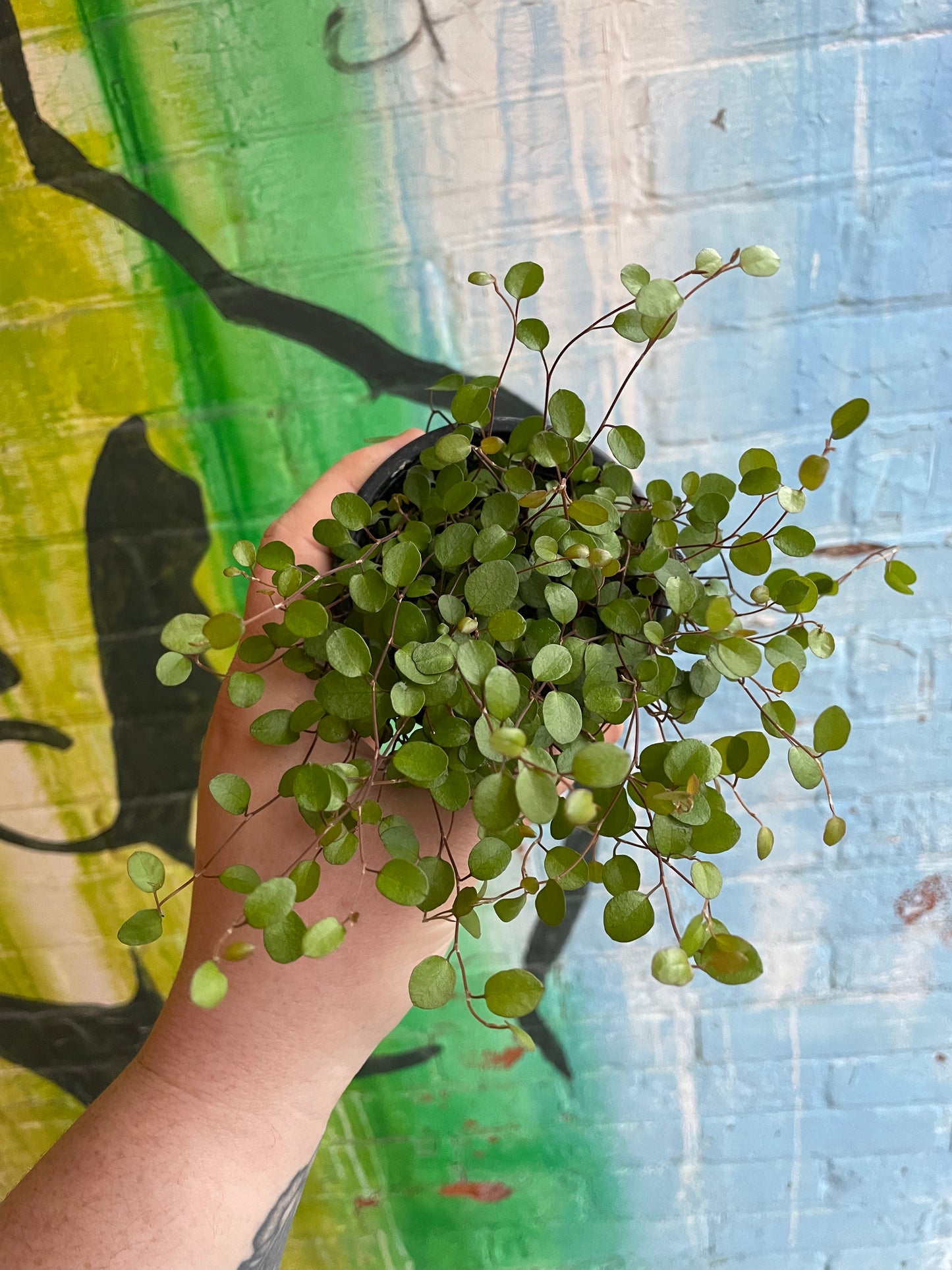 3.5" Wire Vine | Muehlenbeckia Axillaris