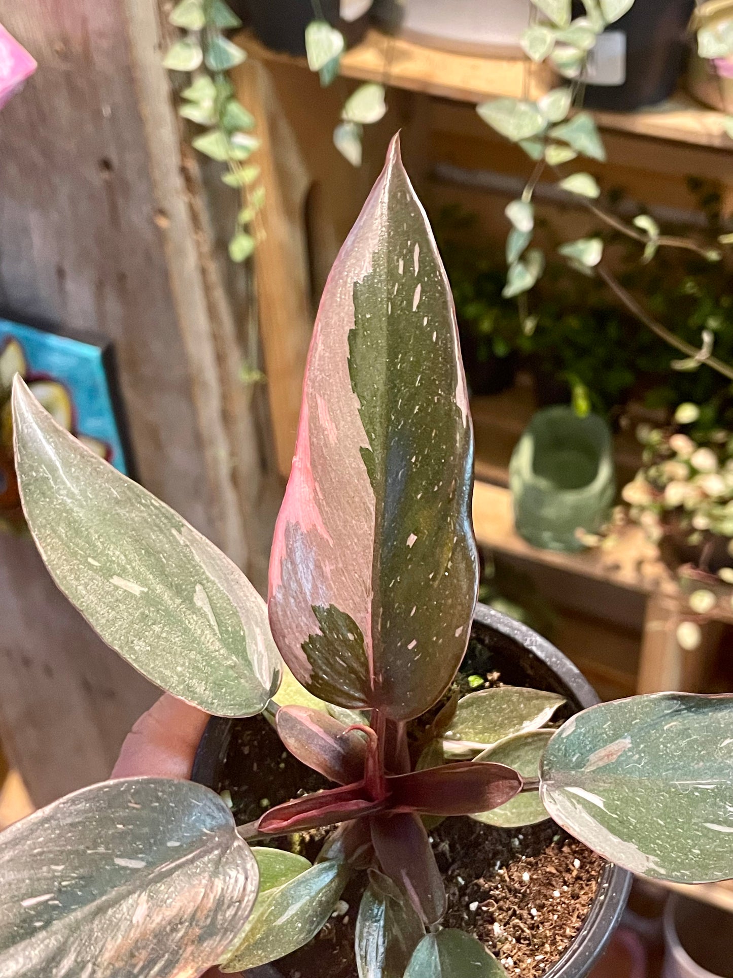 3.5" Philodendron Pink Princess Marble Galaxy