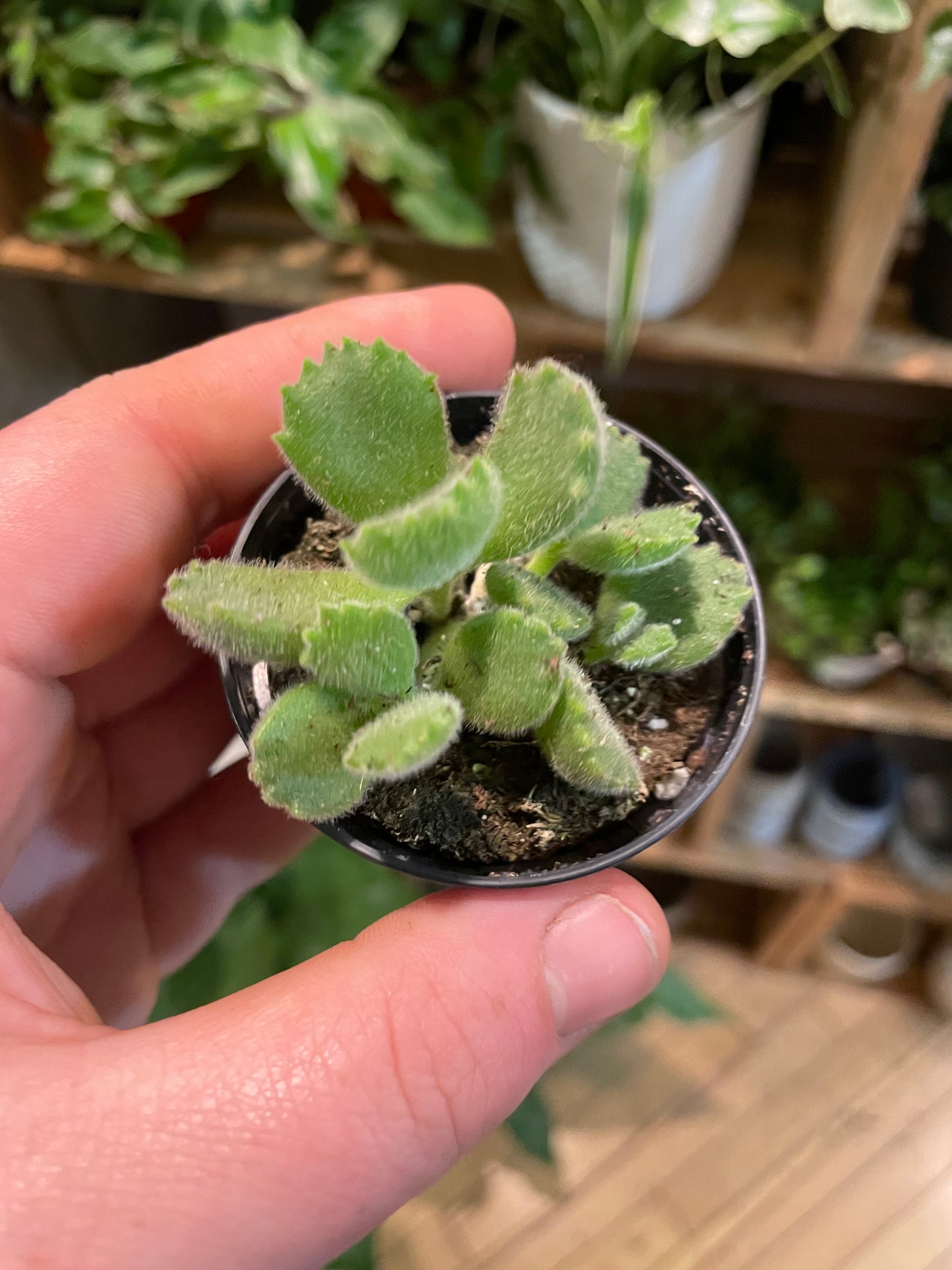 2.5" Cotyledon Tomentosa | Bear Paw Succulent