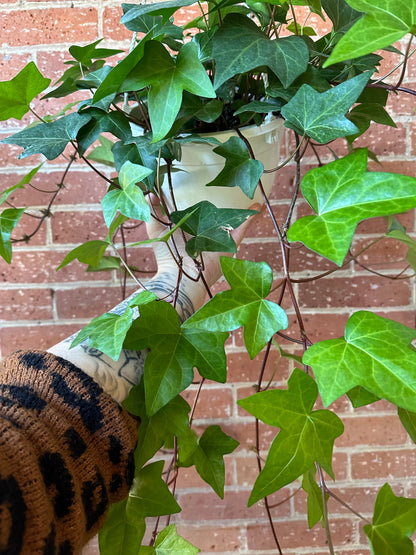 8" Ivy Hanging Basket | Assorted