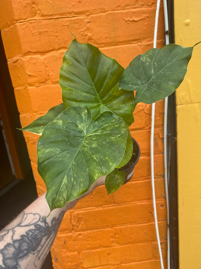 4” Alocasia Odora Yellow Variegated
