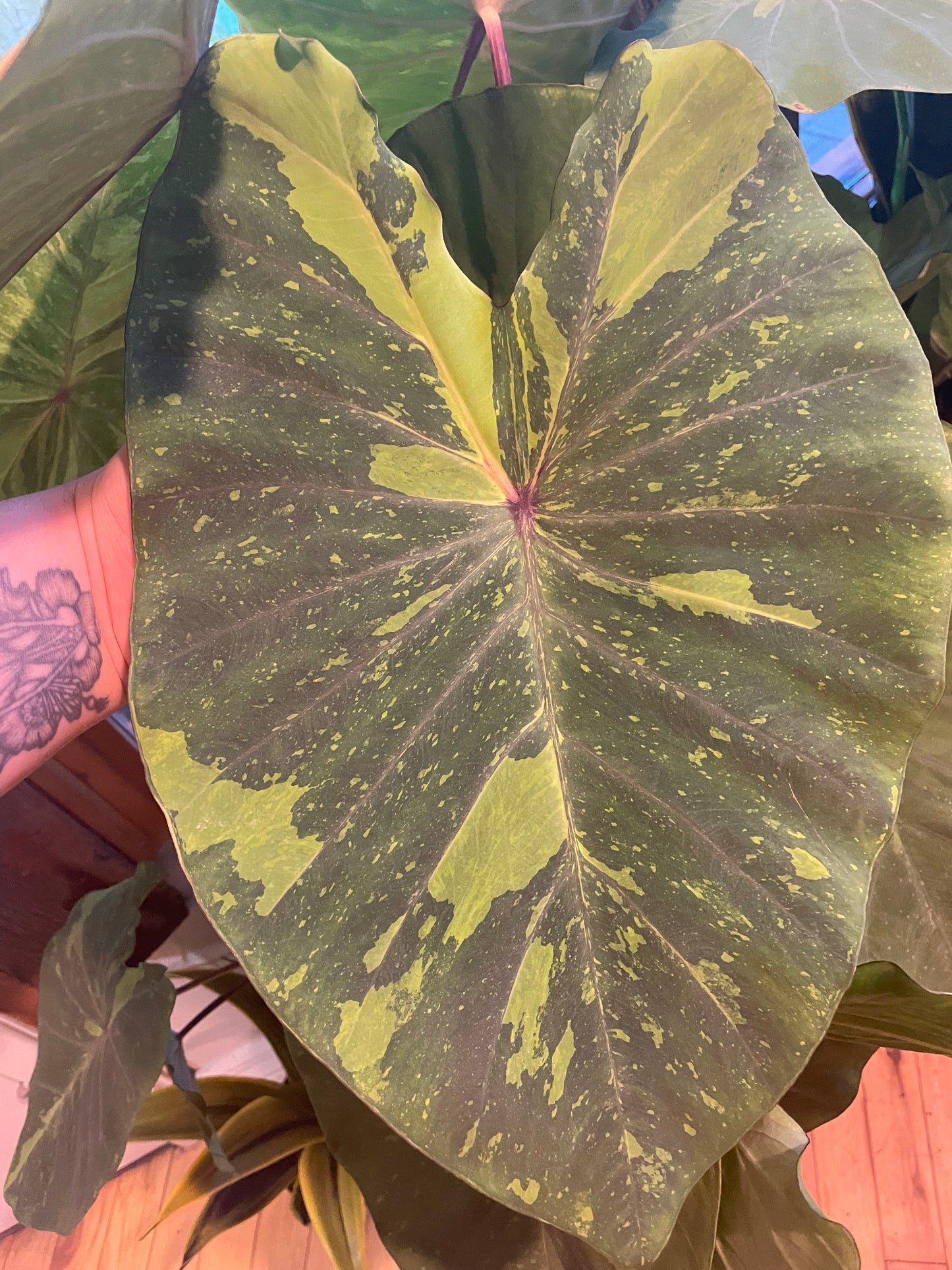 10" Colocasia Lemon Lime Gecko