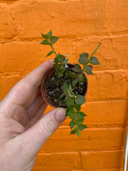 2.5" Dischidia ruscifolia