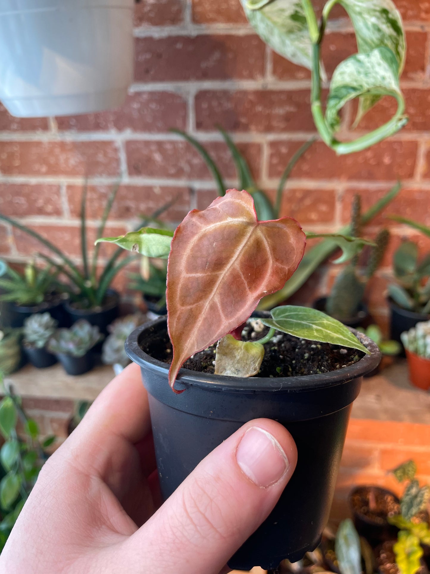 3.5" Anthurium Crystalinum Turtle