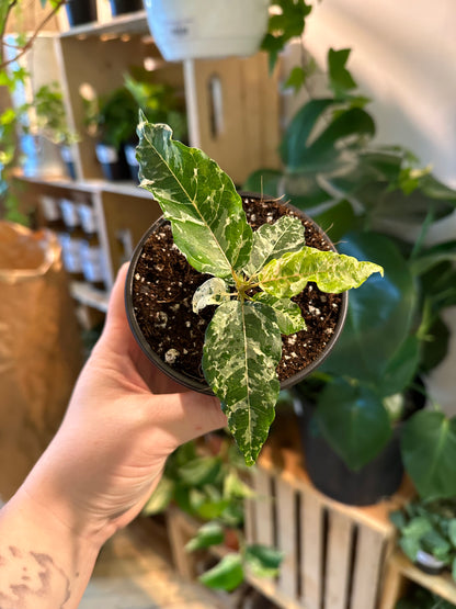 4" Ficus Aspera Variegated | Clown Fig