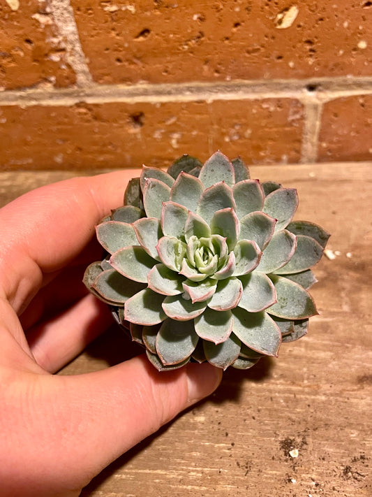 2.5" Echeveria Violet Queen