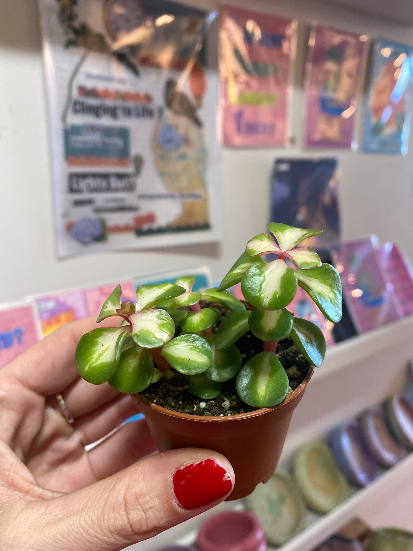 2.5" Inner Variegated Portulacaria afra | Elephant Bush