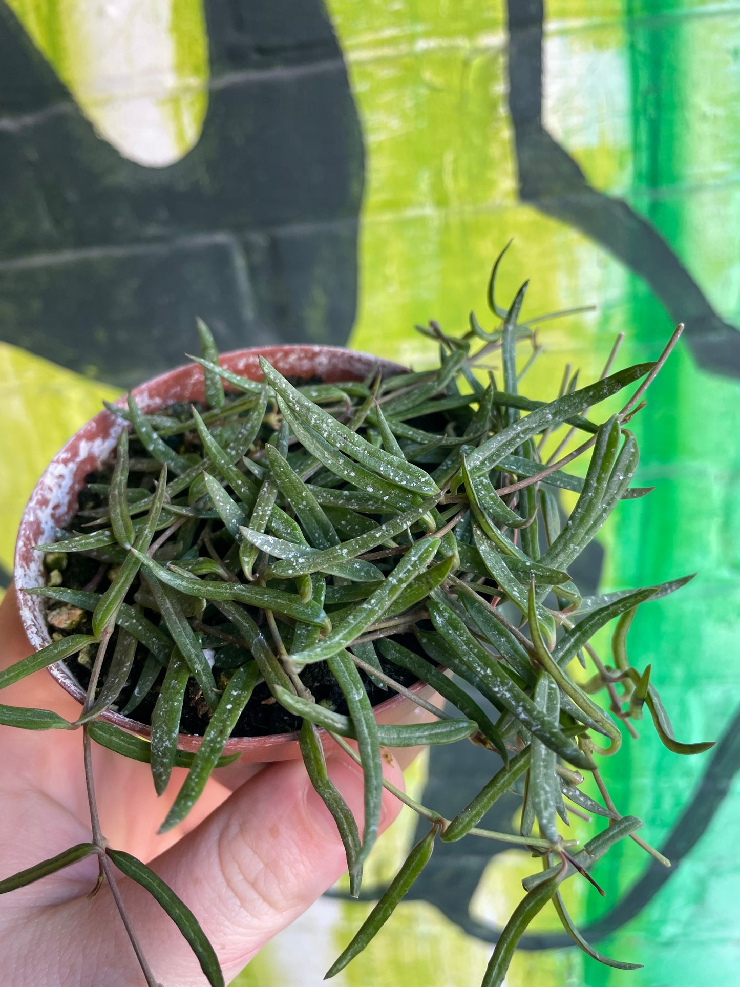 3.5" String Of Needles Ceropegia Linearis