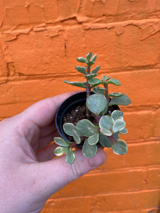 2.5" Variegated Portulacaria afra | Elephant Bush