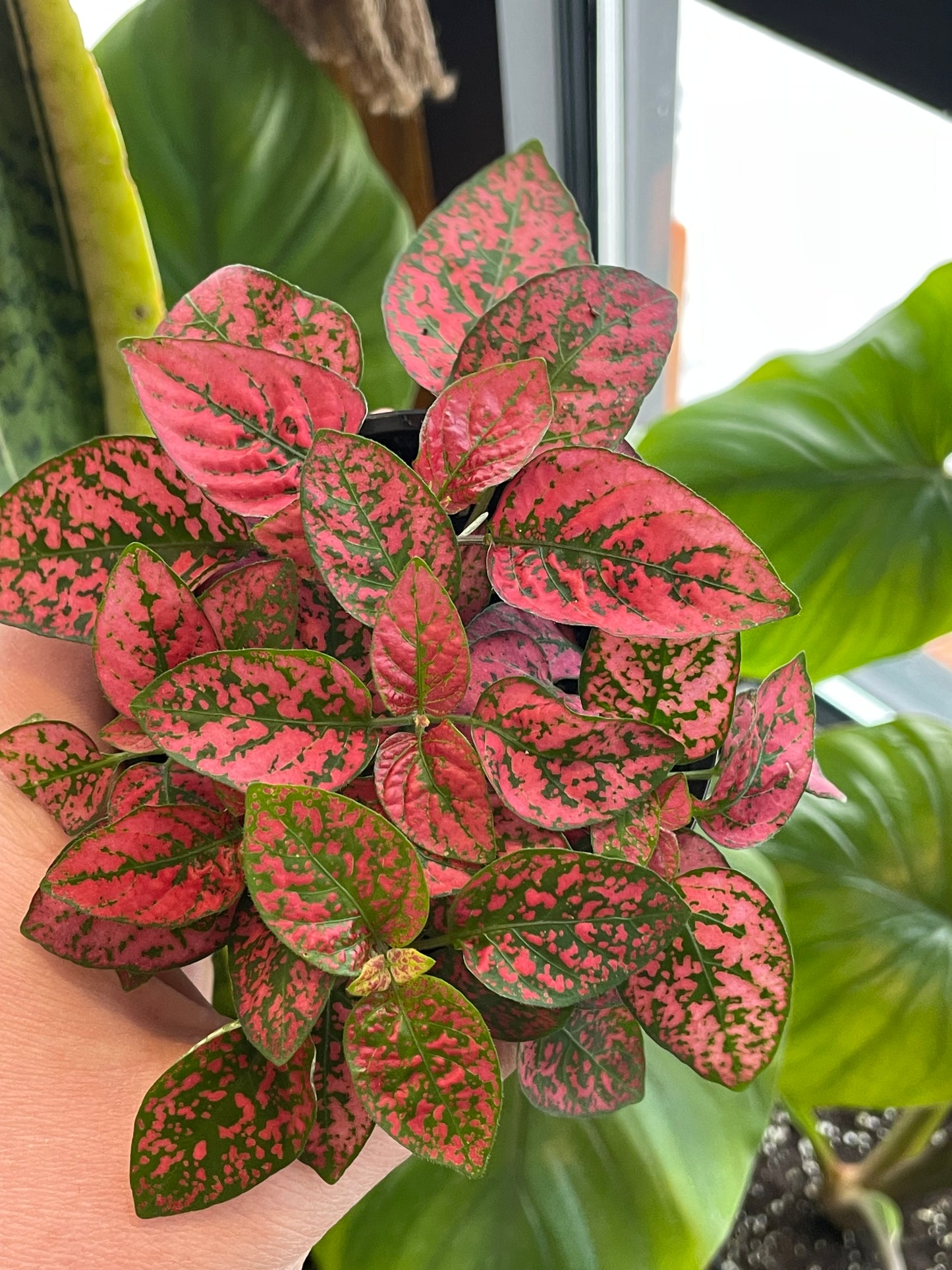 3.5" Polka Dot Plant | Red