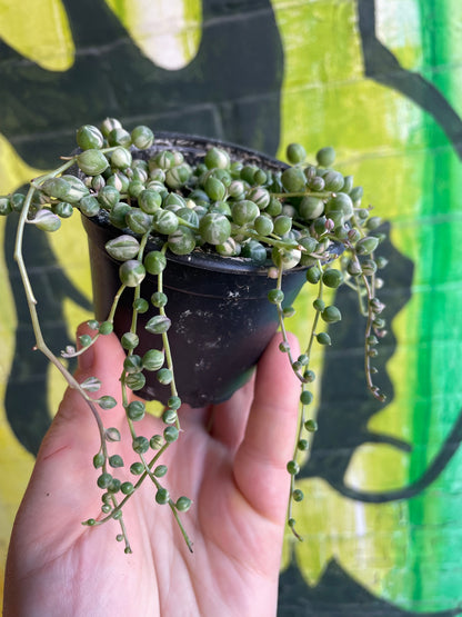 3.5" Variegated String Of Pearls