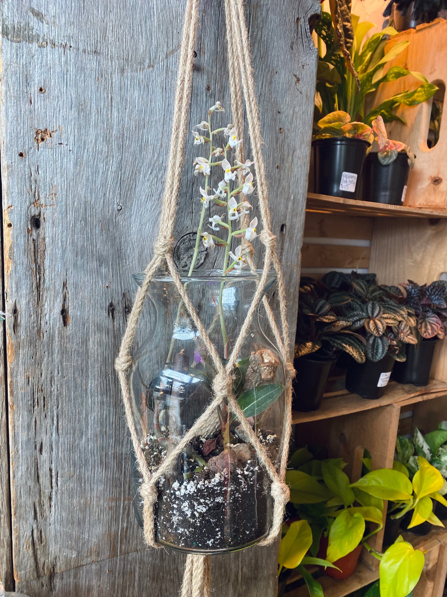 Hanging Ludisia Discolor Terrarium