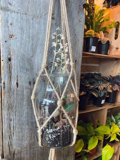 Hanging Ludisia Discolor Terrarium