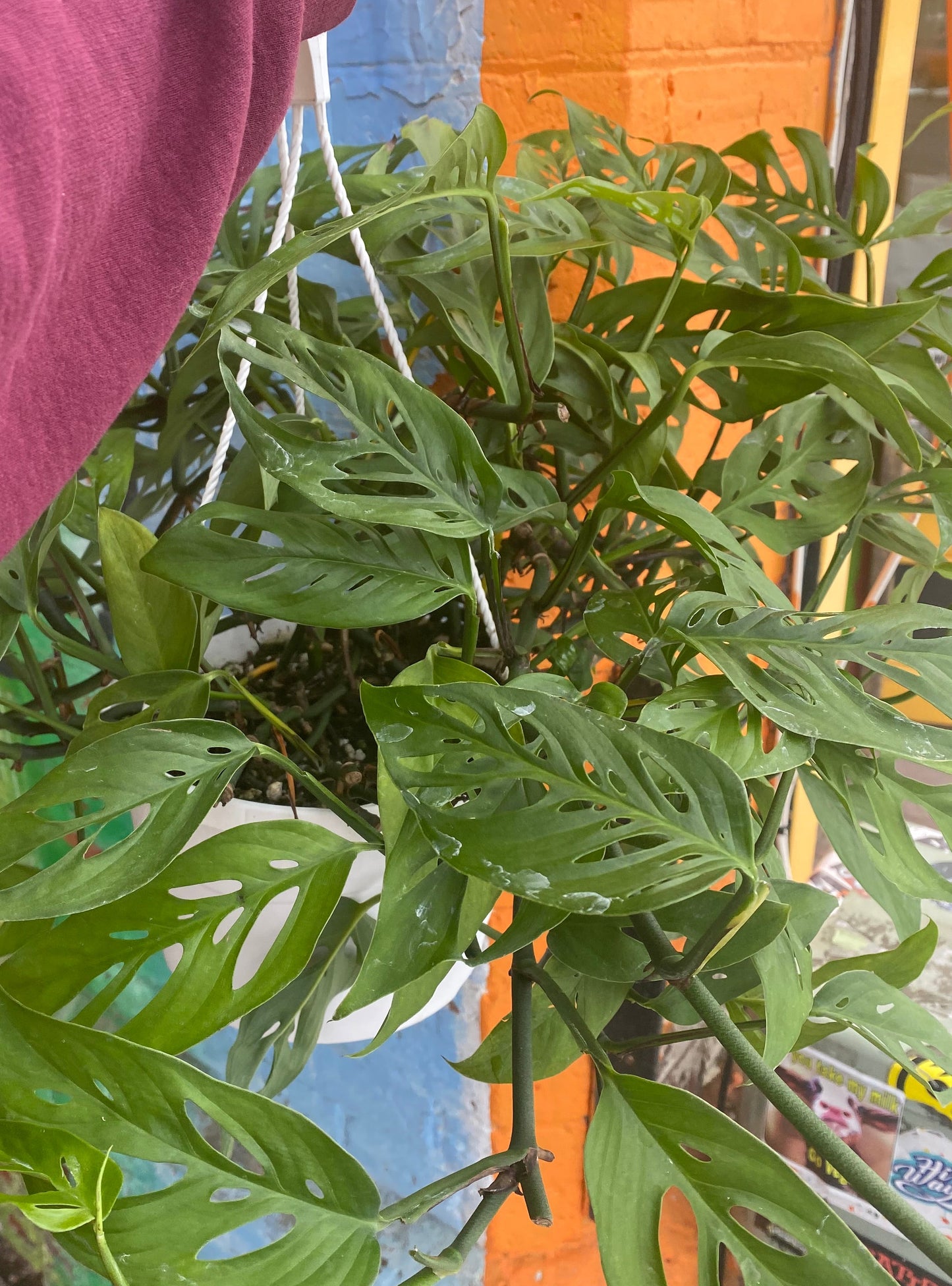 8" Monstera Adansonii Hanging Basket