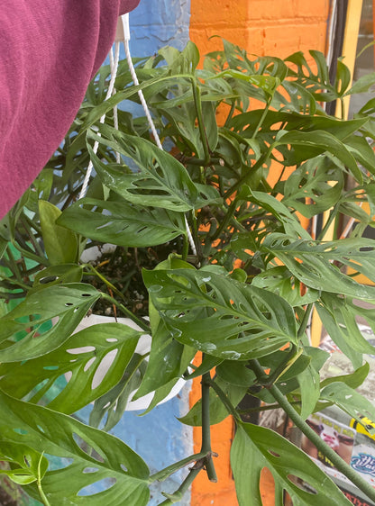 8" Monstera Adansonii Hanging Basket
