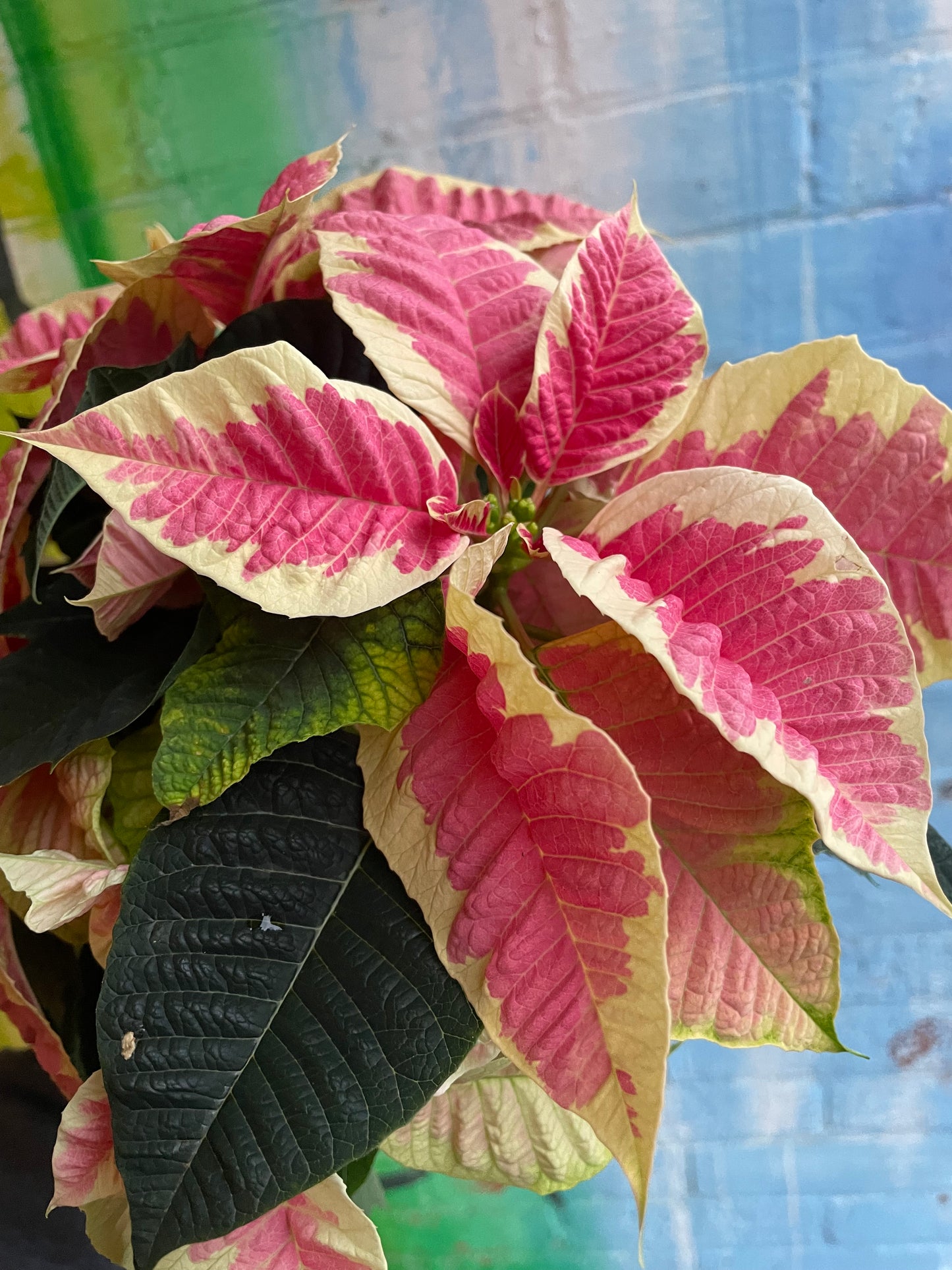 4” Poinsettia Enduring Marble