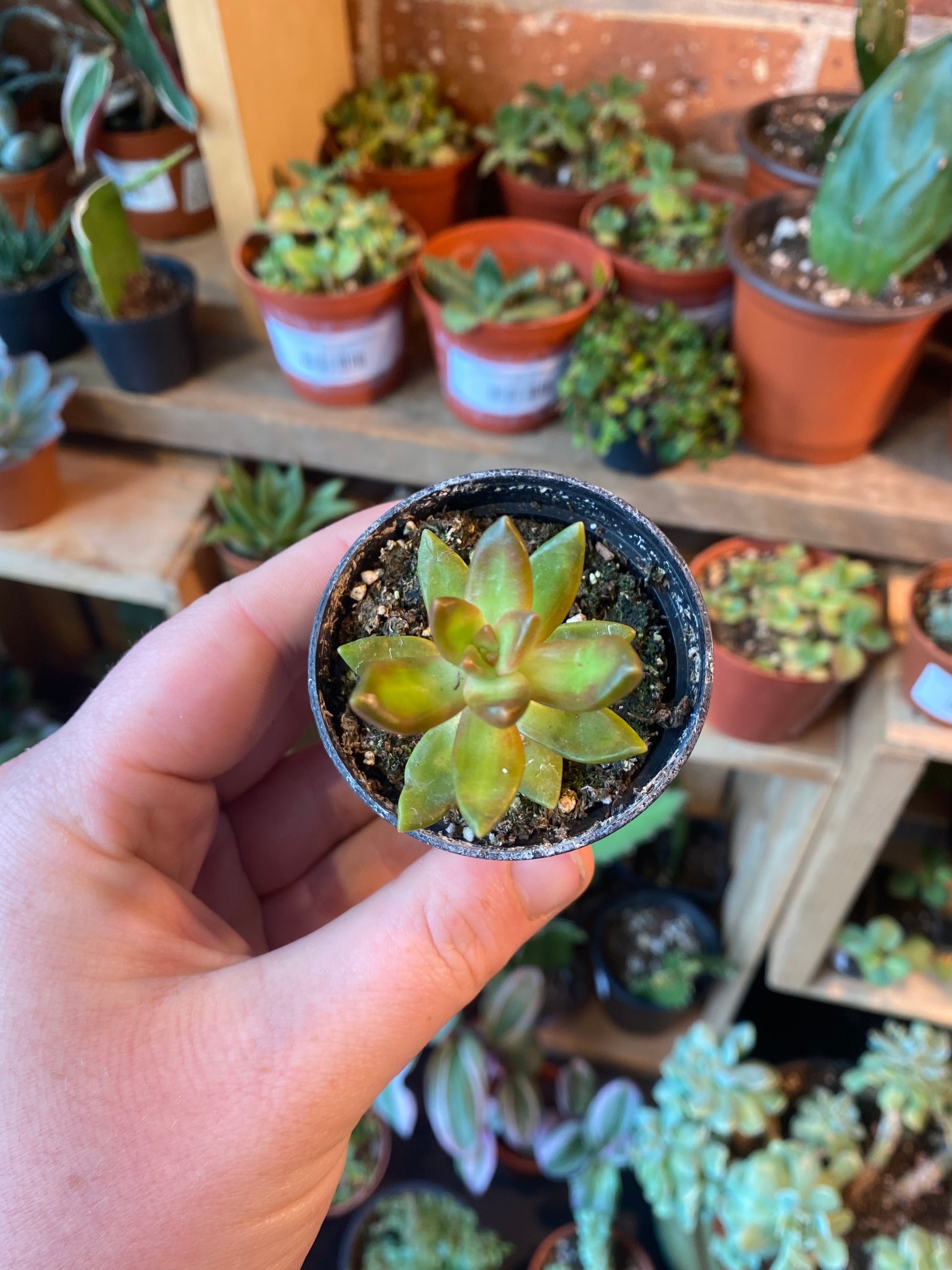 adolphi succulent 2.5" Sedum Adolphi – Plant Goals
