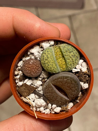 1.5" Lithops | Living Stone