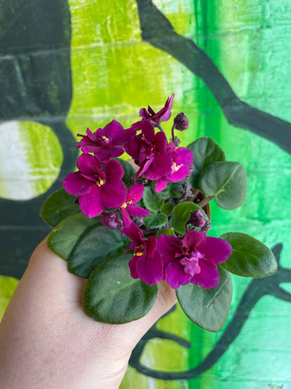 2.5" Saintpaulia | African Violet