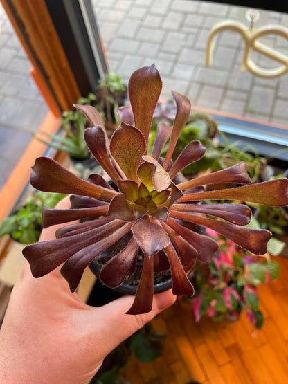 3.5" Aeonium Arborium Caitlyn