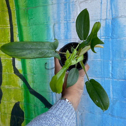 4" Philodendron Glad Hands